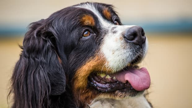 Bernese Mountain Dog