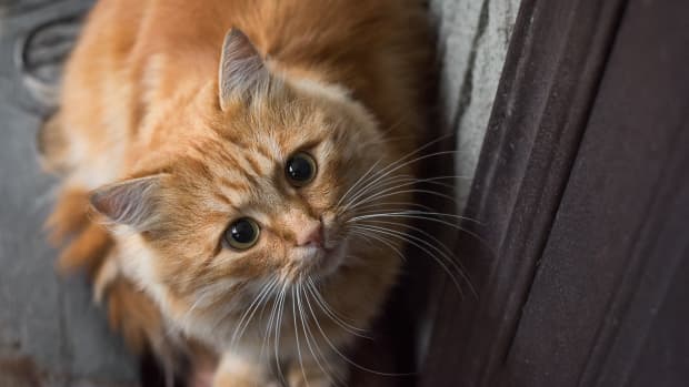 Cat Wearing His 'Judgy' Hats Is the Best Thing We've Seen All Day -  PetHelpful News