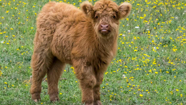 Cow's Adorably Stylish Hairdo Just Made Our Day - PetHelpful News