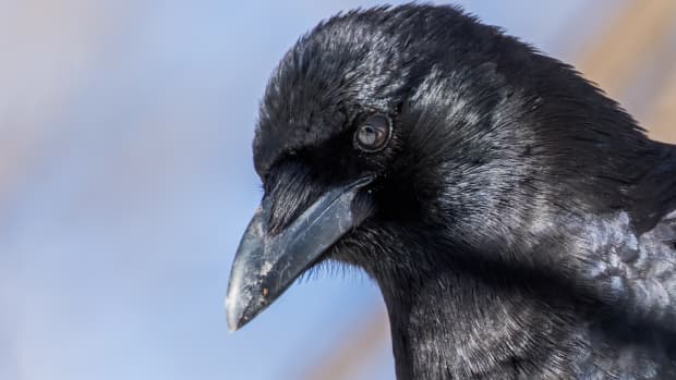 Crow Returns to Visit Family Who Rescued Him As a Baby in Touching ...