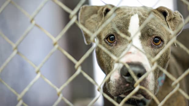 Video of 'Depressed' Shelter Dog in Oregon Waiting for His Forever Home ...