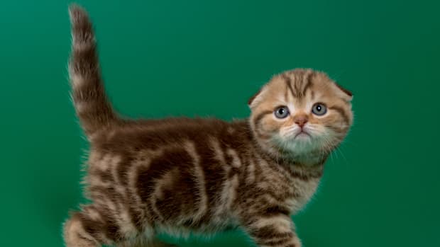 Tiny Black Kitten's Reaction to Seeing a Hallway for the First Time Is  Irresistible - PetHelpful News