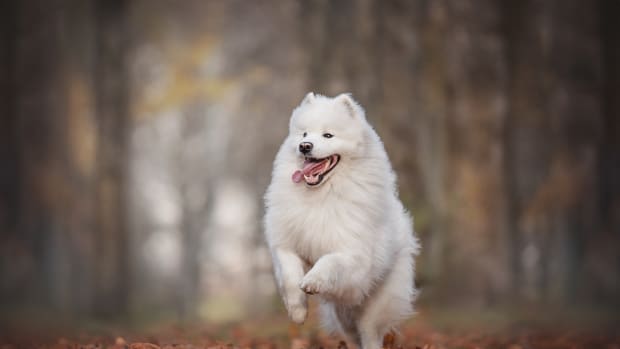 Samoyed Dog Stars in Real-Life Version of 'This Is Fine' Meme for Halloween