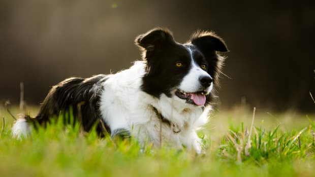 Watch Border Collies' Perfectly Timed Dance to Michael Jackson's 'Thriller