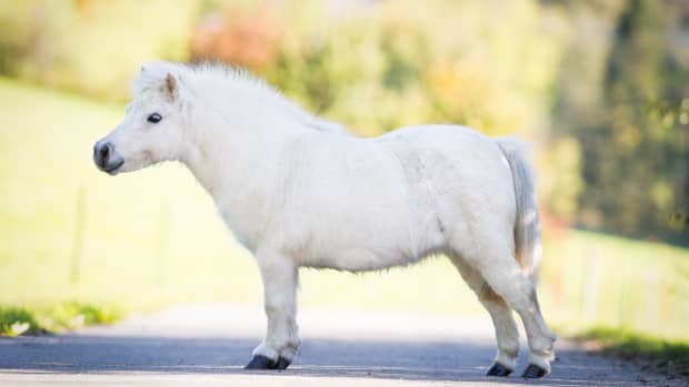 Mini Pony Goes Viral For Wearing Totally Over-the-Top Dressage - PetHelpful  News
