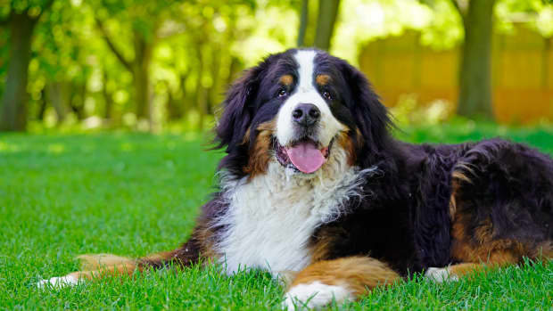 Funny Cat Feeds Bernese Mountain Puppies Treats in Irresistible Video ...