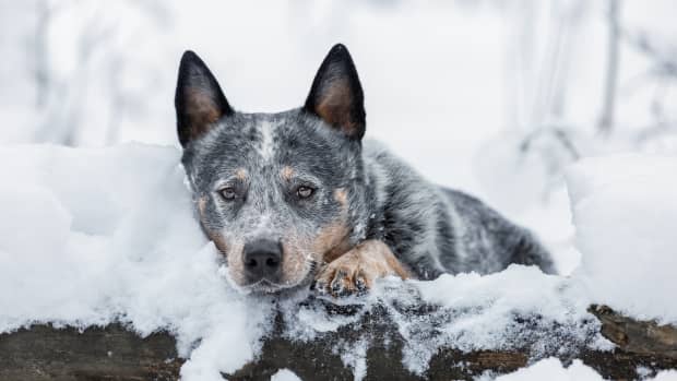 australian-cattle-dogs-cold-weather