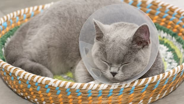 Cat wearing cone