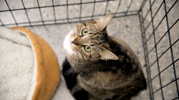 Sad-Faced Cat 'Fishtopher' Adopted From South Jersey Animal Shelter