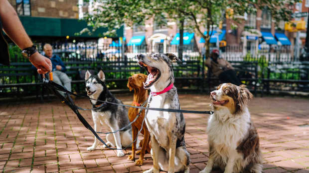 JCPenney Partners with Pet Shelters on 'Photo Sessions' for Senior Dog  Adoptees » Dallas Innovates