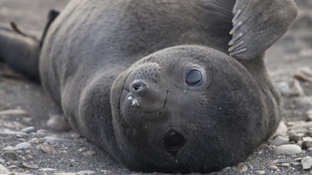 Closeup of baby seal lying in sand looking at camera.