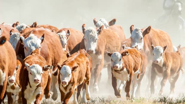 Cattle herd running in grass.