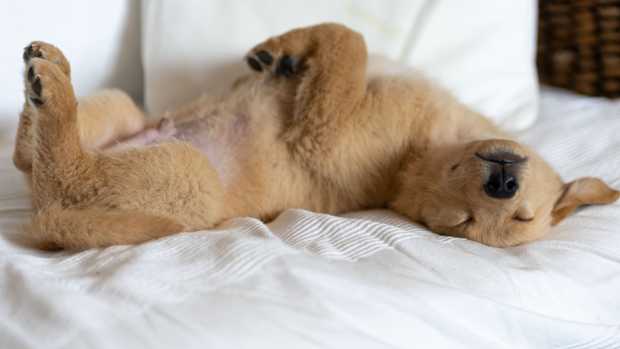 Golden Retriever puppy adorably sleeping on white sofa.