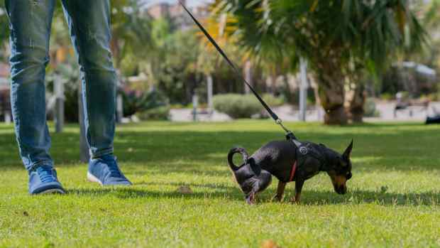 california-humane-society-makes-plea-to-find-foster-for-depressed-dog