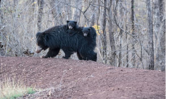 Big Yawn From Tiny Baby Sloth at the Cincinnati Zoo Is Downright