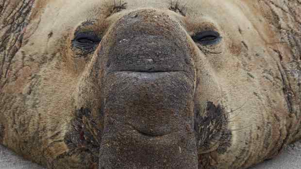 Southern Elephant Seal close up.