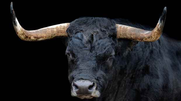 Up close photo of black bull with large horns.