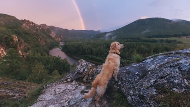 A Golden Retriever dog enjoys playing in the river in a sweet social media video.