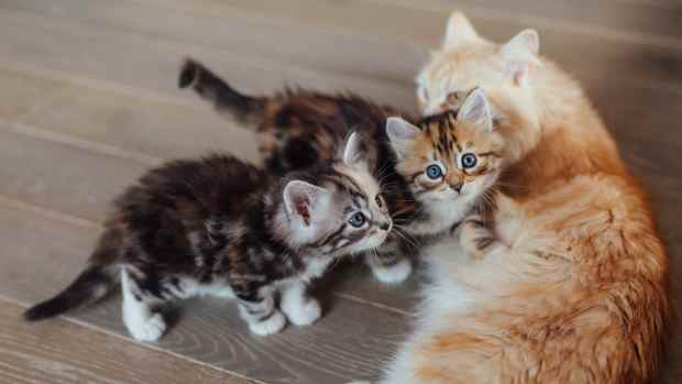 a ginger cat and two adorable tabby kittens