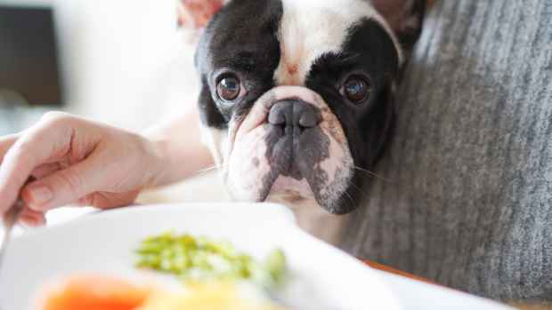 French Bulldog begging for food at the table.