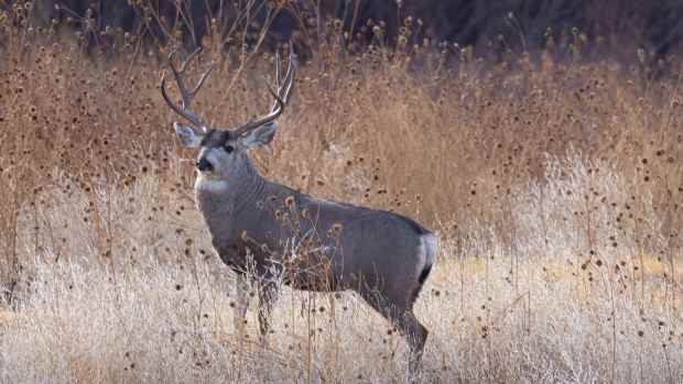 Elk standing in tall white and yellow grasses.