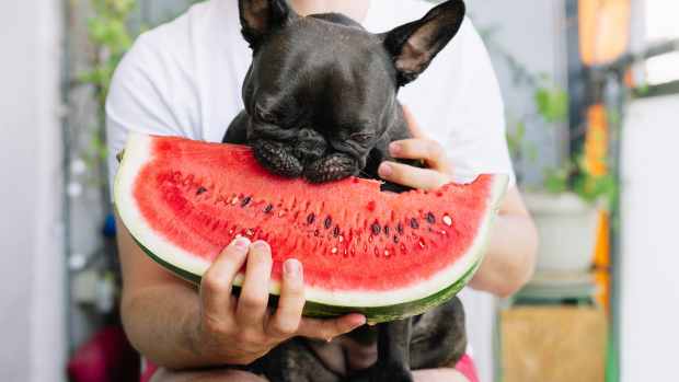 French Bulldog tries watermelon for the first time.