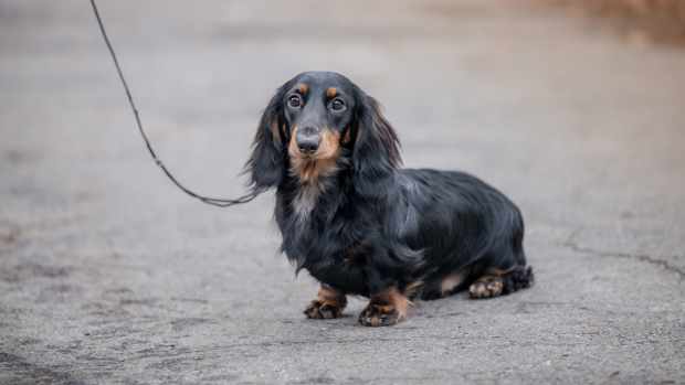 Mini long-haired Dachshund outside on leash.