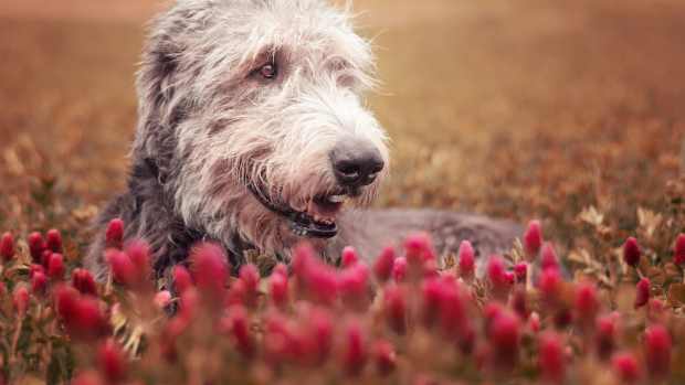 a gray Irish Wolfhand lies in an autumnal field of red flowers