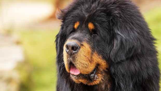 a large, furry Tibetan Mastiff dog