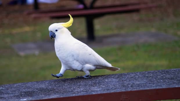 cockatoo parrot walking