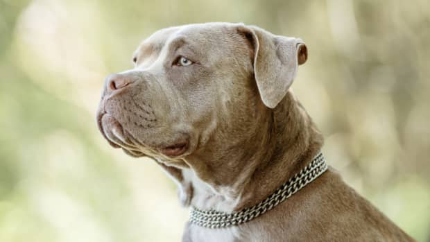 American Bully Dogs Have Been Banned in Two Countries - PetHelpful News