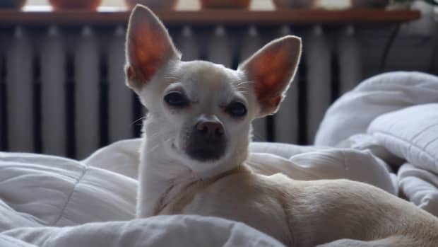 WALTHAMSTOW: Cheeky Chihuahua 'one of smallest dogs in world