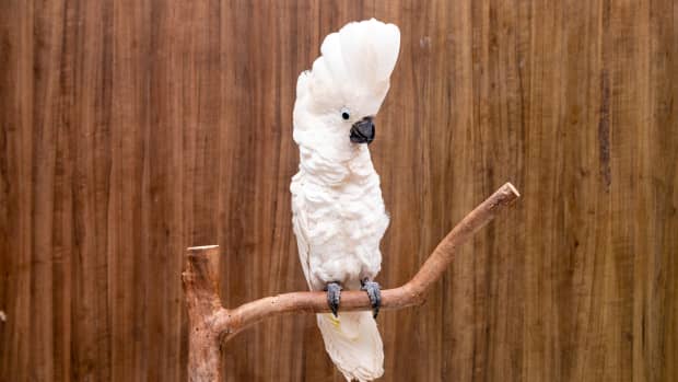 White cockatoo sitting on perch with feathers up and ruffled.