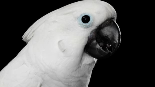 Close up of a white cockatoo parrot with his mouth open.