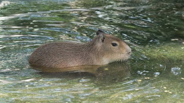 Oyen the Orange Cat Is Officially Part of This Malaysian Capybara Herd
