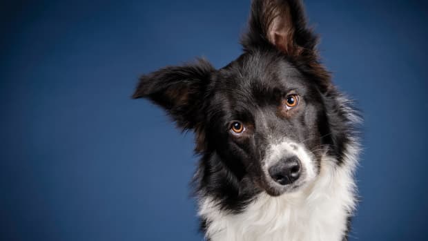 Watch Border Collies' Perfectly Timed Dance to Michael Jackson's 'Thriller