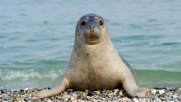 A gray seal sits on a rocky beach in front of shallow water.