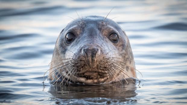 Celebrate the Return of the Sea Lions