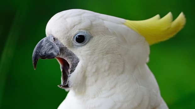 A white cockatoo bird's side profile while its mouth is wide open