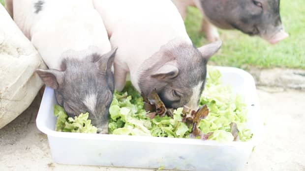 Mini Cows Get Adorably Excited Over an Early Christmas Present