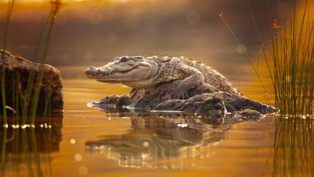 Crocodiles Are Drawn to the Sound of Human Babies Crying