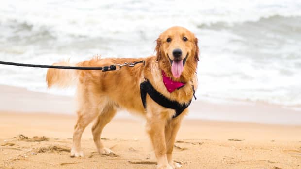 Golden Retrievers Trying to Rescue Corgi Trapped on Waterslide