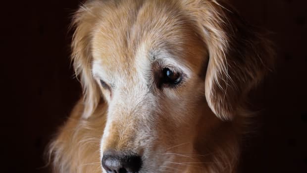 Golden Retriever Puppy's Instant Bond With Newborn Baby Is So Beautiful -  PetHelpful News