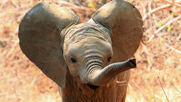 Baby Elephant at Disney's Animal Kingdom Enjoys Her First Day on the  Savannah - PetHelpful News