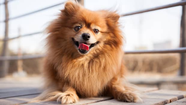 Paddington Bear Dog Costume