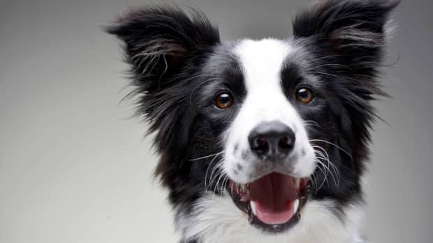 'Anatomy of a Fall's' Border Collie Hangs with Ryan Gosling Like a True ...