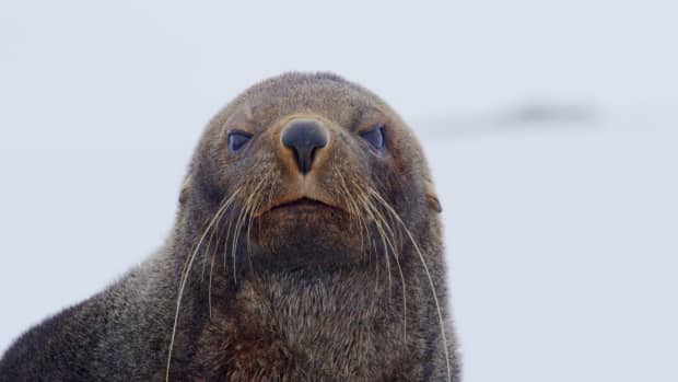 Closeup of seal's face and whiskers.