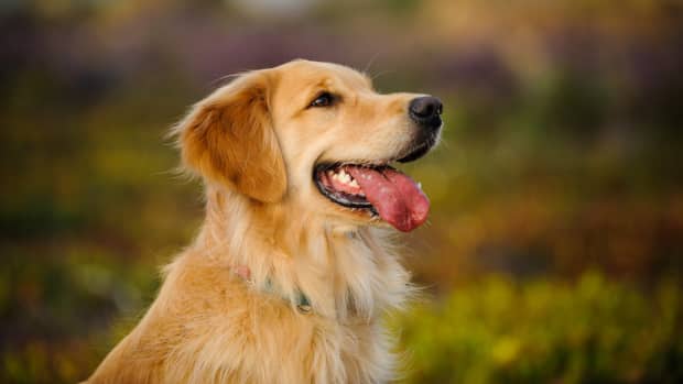 Golden Retriever's Gratefulness Over Tiny Hotel Dog Bed Is Giving People  the Feels - PetHelpful News