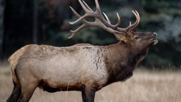Teens Get a Big Surprise When an Elk Joins Their Soccer Game and Scores -  PetHelpful News