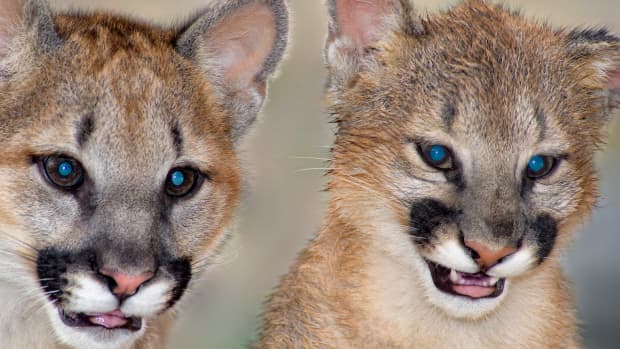 Rescued Mountain Lion Cubs Have Fun Wrestling Match at the Oakland Zoo ...